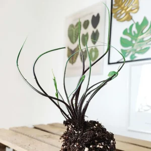 Alocasia Flying Squid