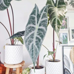 Alocasia Longiloba Silver