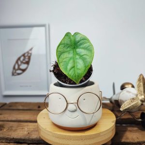 Alocasia Bisma Silver