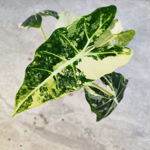 Alocasia Frydek Variegated