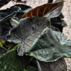 Alocasia Antoro Velvet