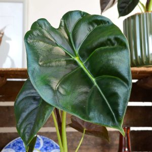 Alocasia Golden Bone