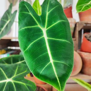 Alocasia Frydek