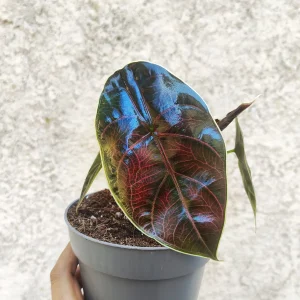 Alocasia azlanii