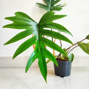 Philodendron mayoi (L)