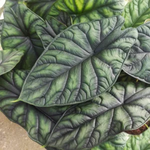 Alocasia Dragon Scale